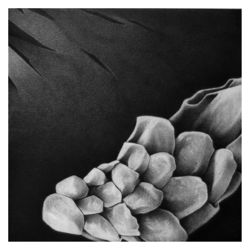 Pencil drawing